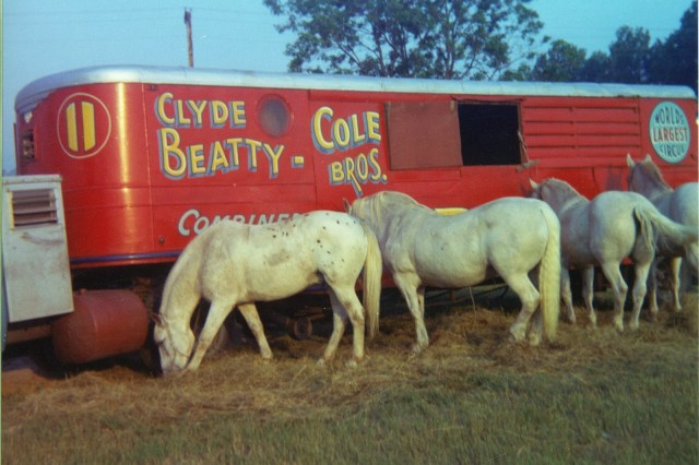 circus cylde beatty cole bros 13