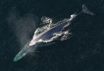 Blue Whale - the world’s largest existing animal and the heaviest animal that ever existed  sideshow freaks  
